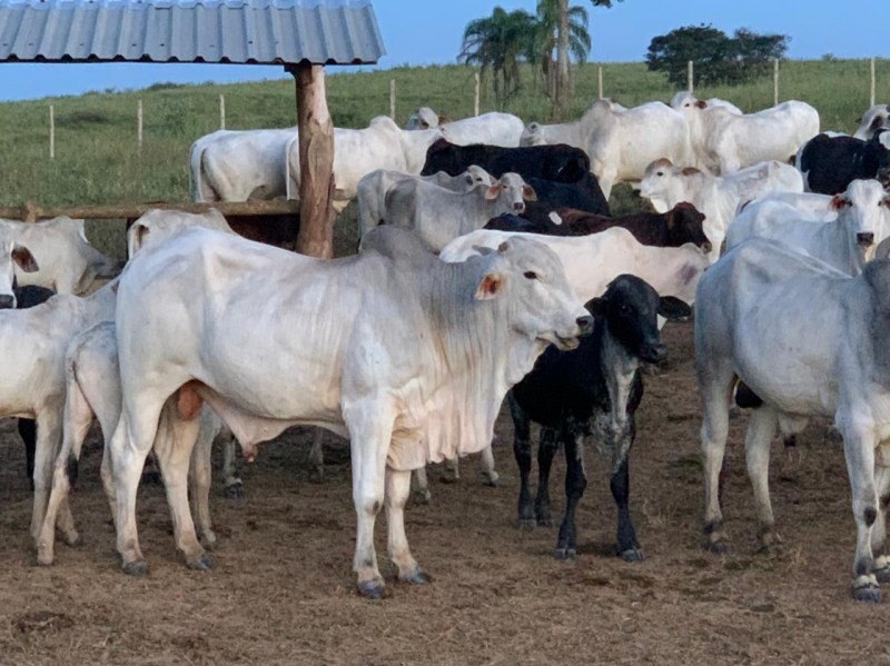 Cabeças de gado são furtadas na zona rural de Campo Belo