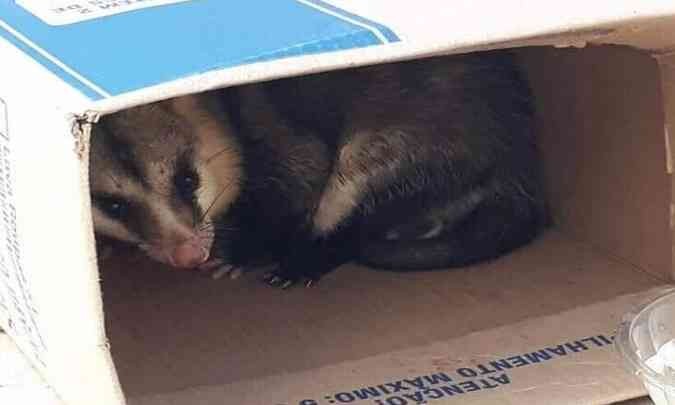 Após aranhas gigantes, gambás aparecem em prédio no Buritis, em BH