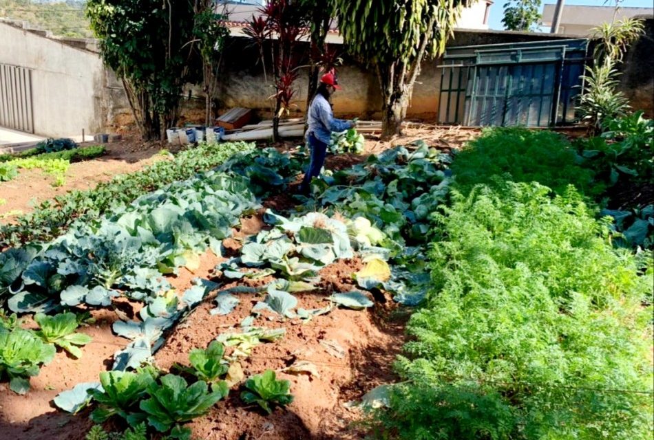 Cerca de 80 kg de repolho são colhidos na Horta Urbana no Alvorada