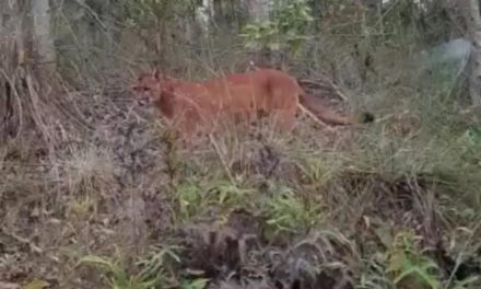 Polícia de Meio Ambiente planeja captura de onça na região de Pitangui