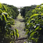 Nova Lei estimula produtores rurais de Minas Gerais a irrigar pela primeira vez