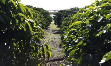 Metade das cidades mineiras registrou perdas no campo durante o período chuvoso