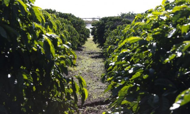 Nova Lei estimula produtores rurais de Minas Gerais a irrigar pela primeira vez