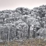 SC amanhece com campos cobertos por geada, chafariz congelado e mínima de -7,7ºC