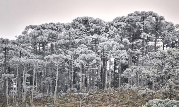 SC amanhece com campos cobertos por geada, chafariz congelado e mínima de -7,7ºC