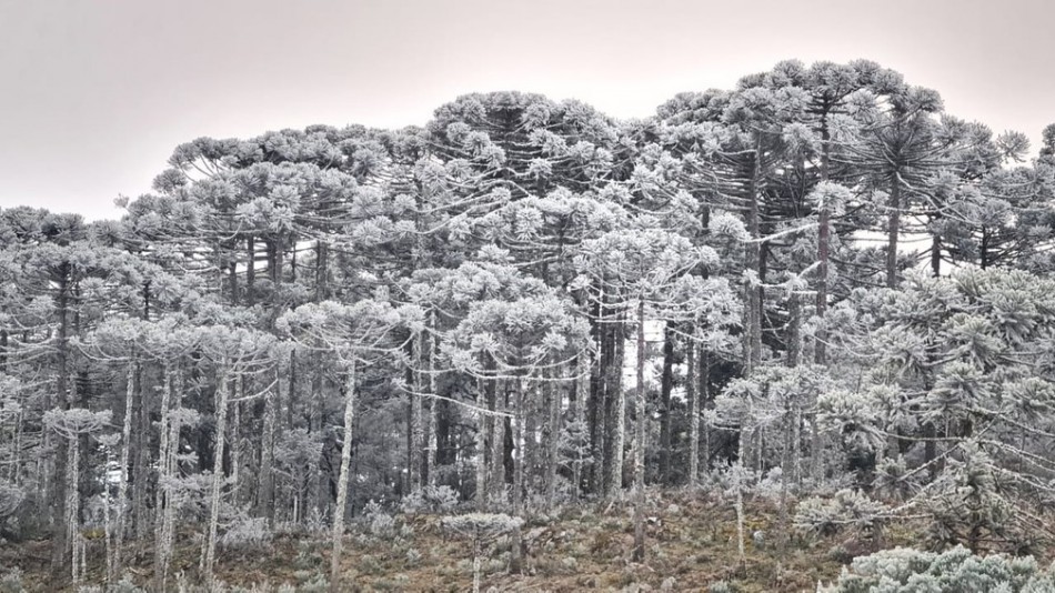 SC amanhece com campos cobertos por geada, chafariz congelado e mínima de -7,7ºC