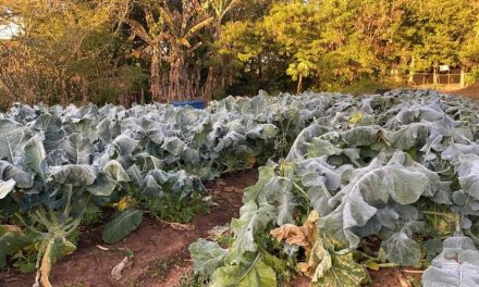 Frio intenso vai aumentar peso dos alimentos no bolso, mas energia e combustíveis preocupam mais