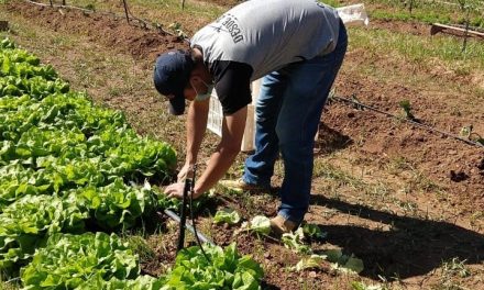 Equipe do Projeto Horta Urbana realiza primeira colheita no Patronato São Luiz