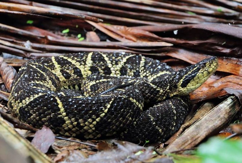 Molécula em veneno de cobra inibe o novo coronavírus, aponta pesquisa