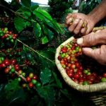 Em 2025 a safra de café no Brasil tem estimativa de 55,67 milhões de sacas