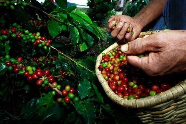 Em 2025 a safra de café no Brasil tem estimativa de 55,67 milhões de sacas