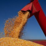 Brasil poderá ter novo recorde na produção de grãos na safra 2024/2025