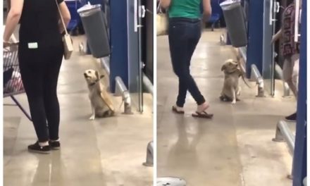 Cadela chama atenção ao ser flagrada “dando tchau” para pessoas em porta de supermercado