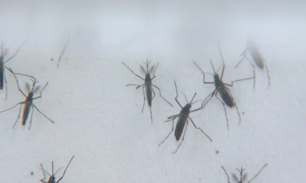 Com risco de epidemia e falta de inseticidas, mutirão contra a dengue será realizado em Piumhi