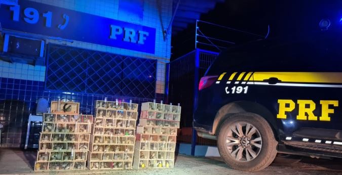 Mais de 400 pássaros são resgatados em Minas; animais seriam vendidos em Recife