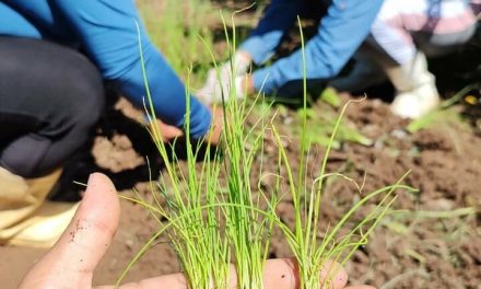 Equipe do projeto Horta Urbana retoma trabalhos em Formiga