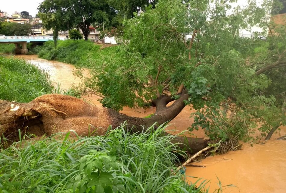 Após forte chuva, árvore de grande porte cai dentro do rio Formiga