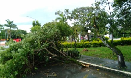 Queda de árvore é registrada na avenida Juca Almeida