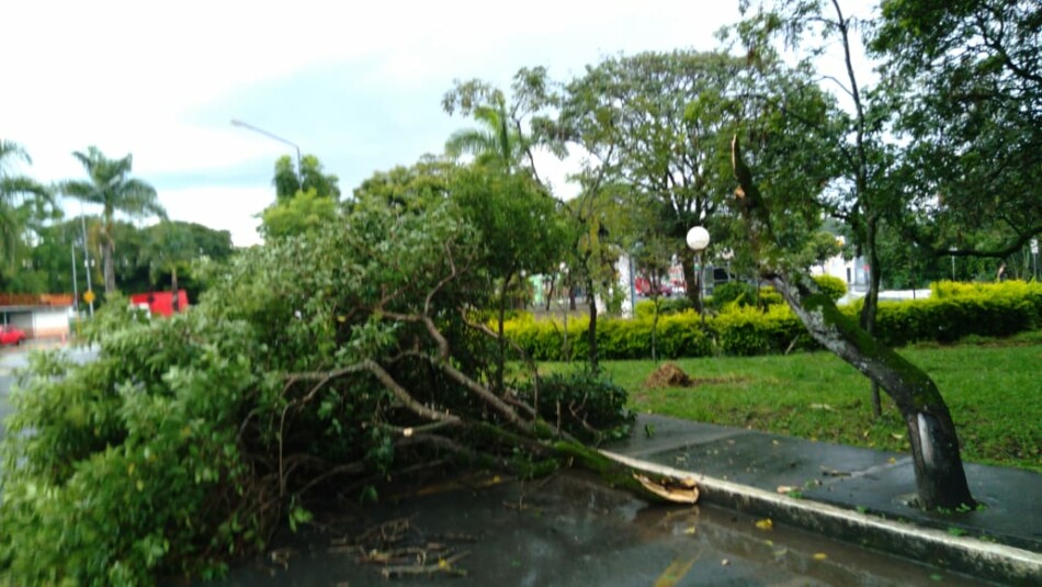 Queda de árvore é registrada na avenida Juca Almeida