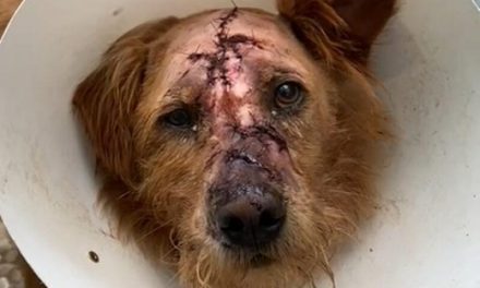 Cachorro é agredido com golpes de facão em Campo Belo