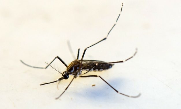 Vacina contra dengue está em análise pela Anvisa