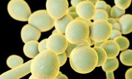 Anvisa identifica surto de ‘superfungo’ Candida auris no Brasil