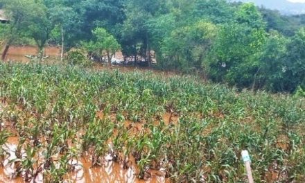 Chuvas prejudicaram quase 120 mil hectares de lavouras em Minas Gerais