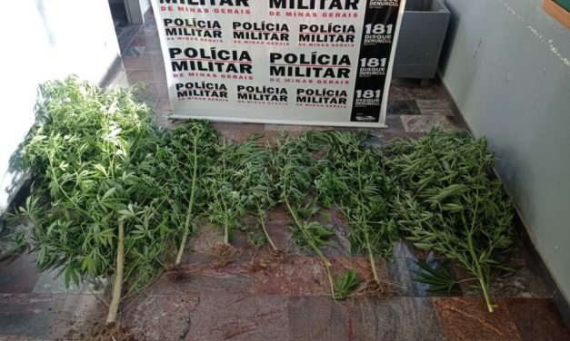 Mulher é presa por cultivar pés de maconha em Itapecerica