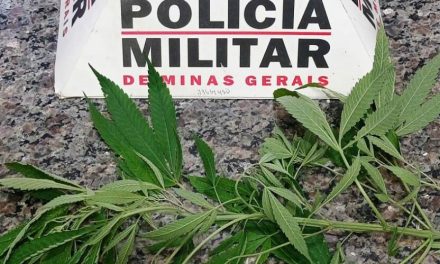 Jovem é detido por cultivar pé de maconha em casa, no Geraldo Veloso