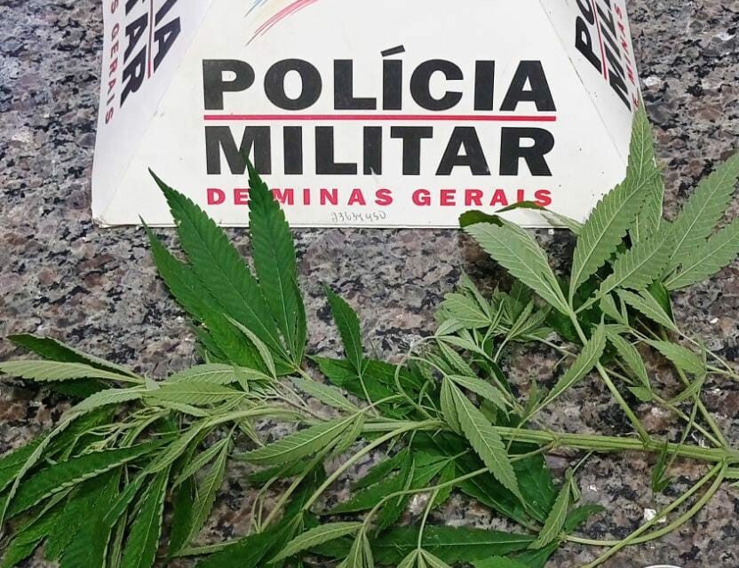 Jovem é detido por cultivar pé de maconha em casa, no Geraldo Veloso