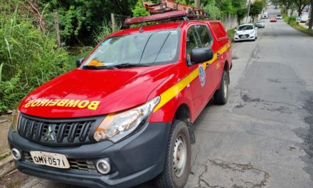 Bombeiros resgatam maritaca presa em tela de proteção em Divinópolis