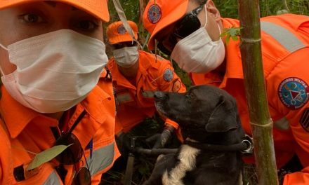 Cachorro é resgatado por bombeiros após cair dentro de manilha em Divinópólis