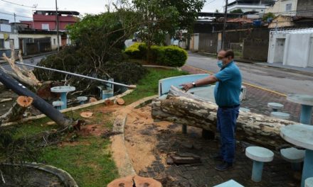 Comissão de Serviços Públicos Municipais da Câmara cobra atenção em relação a árvores com risco de queda