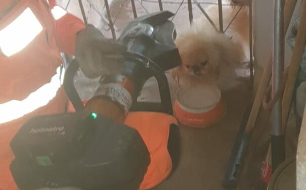 Corpo de Bombeiros resgata cão preso em grade, em Divinópolis