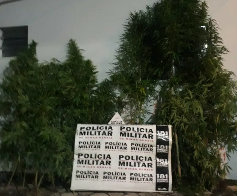 18 pés de maconha cultivados em lote na Lajinha são apreendidos pela PM