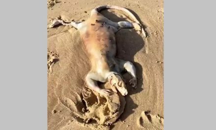 Criatura ‘alienígena’ é encontrada em praia na Austrália