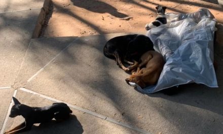 Morador em situação de rua é encontrado morto sendo ‘velado’ por quatro cachorros, em BH