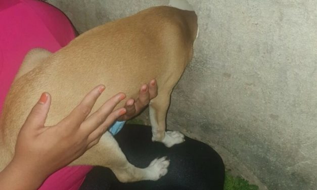 Cão fica preso com a cabeça em muro e é resgatado pelo Corpo de Bombeiros em Bom Despacho