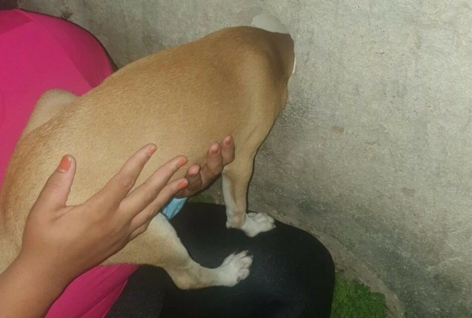 Cão fica preso com a cabeça em muro e é resgatado pelo Corpo de Bombeiros em Bom Despacho