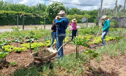 Projeto “Horta Urbana” é implantado no bairro Jardim Morumbi