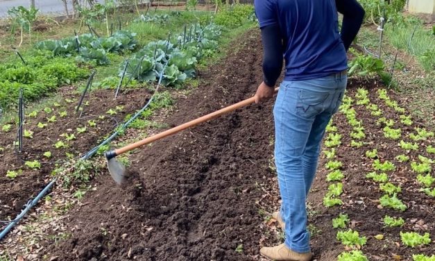 “Horta Urbana”: Projeto realiza plantio de mais de 2.600 mudas de hortaliças