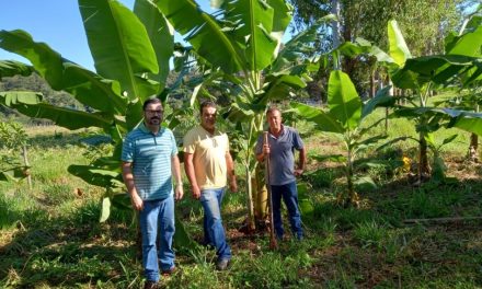 Parceria entre BMA, Unifor-MG e Emater-MG realiza doação de mudas de bananas a produtor