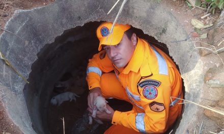 Corpo de Bombeiros realiza salvamento de cães em situação de risco em Divinópolis