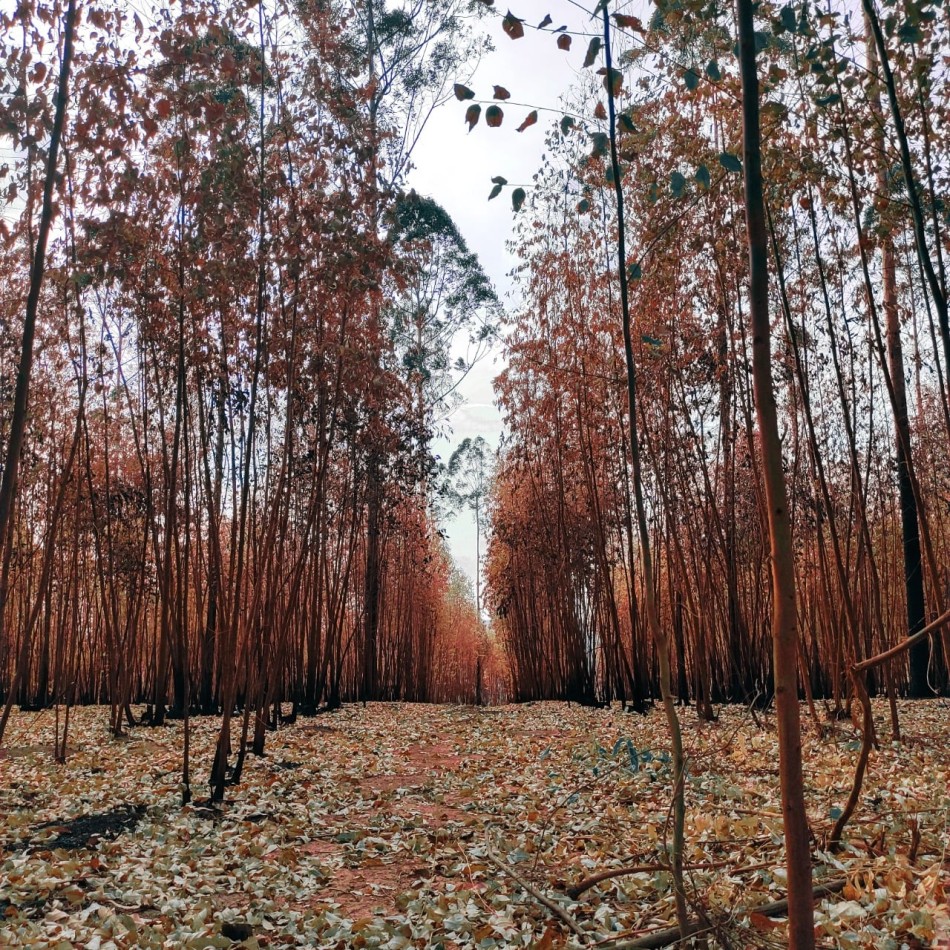 Foto: divulgação Decom 