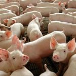 Produção brasileira de carnes deve alcançar maior volume da história em 2026