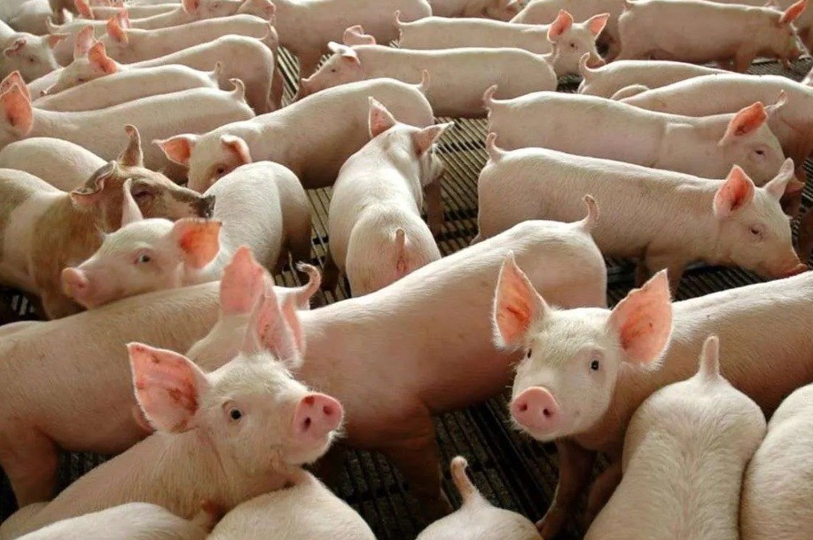 Produção brasileira de carnes deve alcançar maior volume da história em 2026