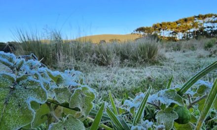 Santa Catarina registra primeira temperatura negativa de 2022 e geada