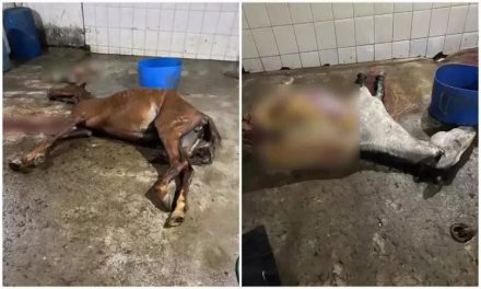 Polícia fecha abatedouro clandestino de cavalos que abastecia açougue em MG