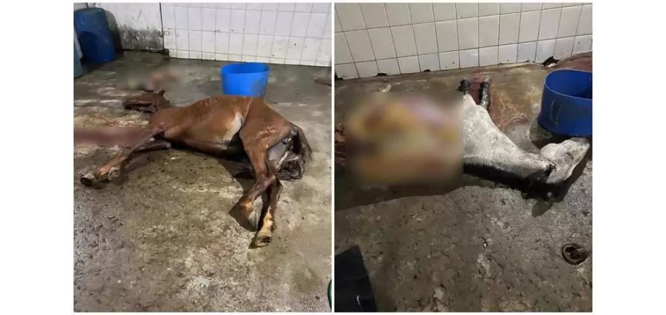 Polícia fecha abatedouro clandestino de cavalos que abastecia açougue em MG
