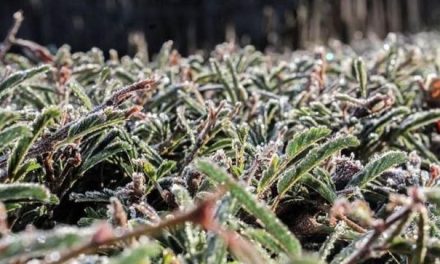 Frente fria que chega a Minas neste fim de semana faz nevar no Sul do país 